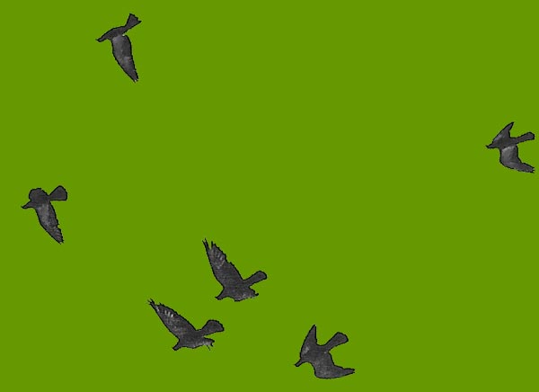 birds in flight